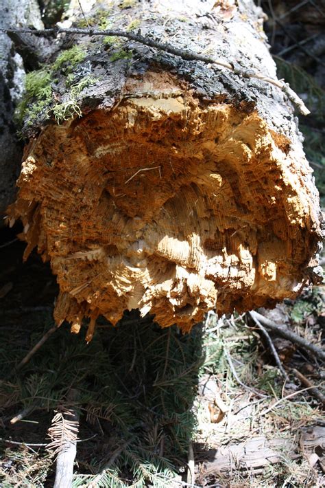 orange log interior day    mountain home guard sta flickr