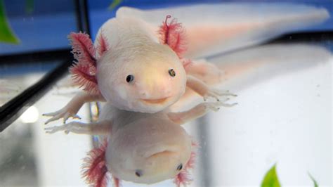 Scientists Have Unlocked The Entire Axolotl Genome Big Think