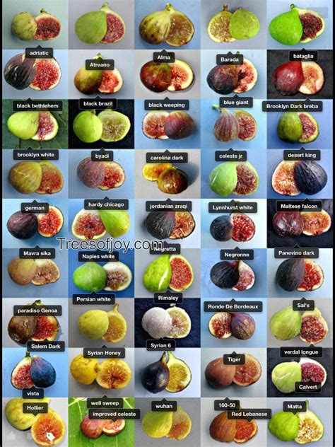 fig varieties httpswwwfacebookcomphotophpfbid