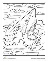 Shark Coloring Pages Sharknado Week Color Worksheets Sharks Activities Template Jaws Education Colouring Kids Fearsome Ocean Cool Worksheet Books Sheets sketch template