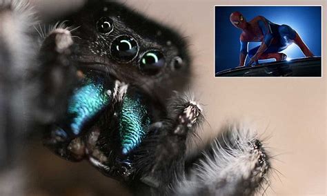 Jumping Spiders Have Real Spidey Sense Arachnids Can ‘hear’ You Moving