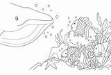 Seabed sketch template