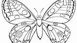 Coloring Butterfly Pages Monarch Blue Morpho Hard Pdf Getcolorings Colouring Getdrawings Printable Colorings Color sketch template