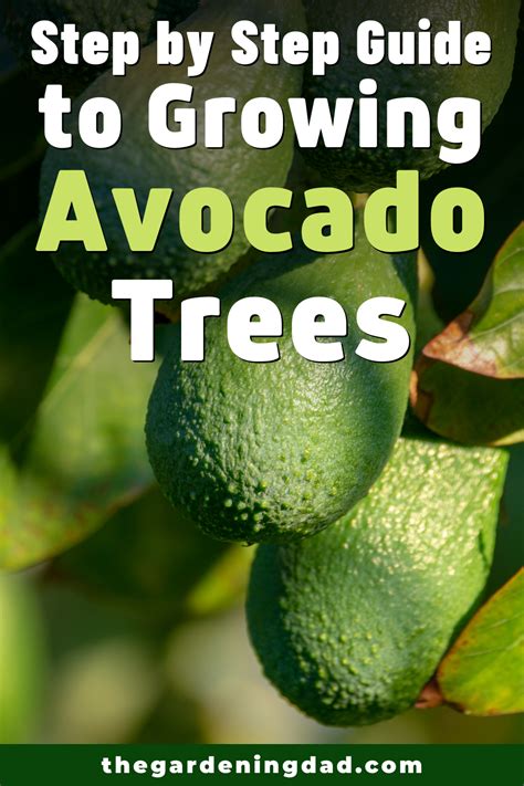 Avocado Tree Growing Zone