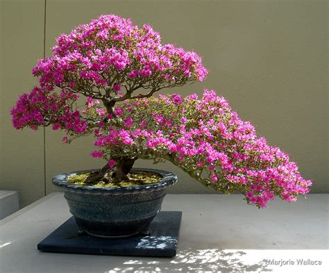 bonsai azalea  marjorie wallace redbubble