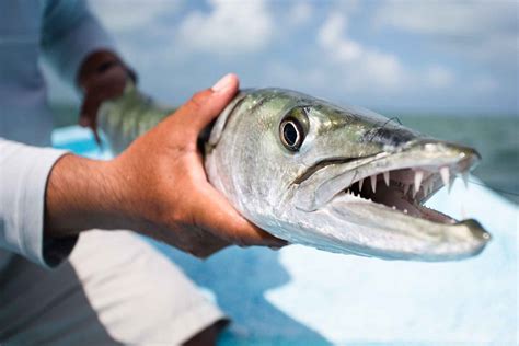 barracuda   targeted   flats hatch magazine fly fishing