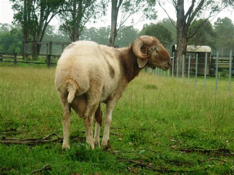 awassi sheep awassi fat tail sheep breeder awassi fat tail sheep