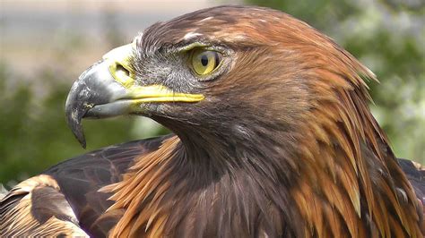 golden eagle bird  prey spectacular close   natures hunting