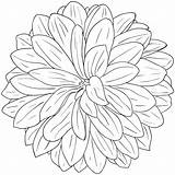 Dahlia Clipart Flowers Flower Sketch Clip Coloring Pages Vector Dahlias Outline Drawing Cliparts Line Floral Clipground Library Drawings Book Style sketch template