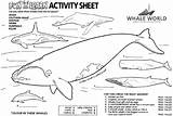 Whale Coloring Activity Humpback Whales Pages Sheets Ocean Activities Sheet Life Killer Snail Preschool Print Jonah Gif Crossword Save Choose sketch template