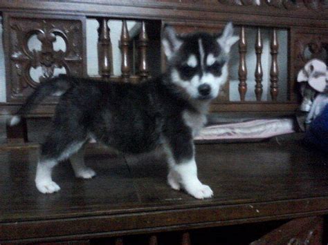 For Sale Siberian Husky Puppies For Sale Adoption From Benguet Baguio