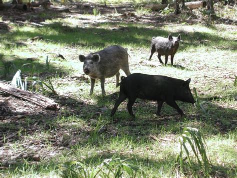 state targets growing feral swine problem wuft news
