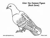 Pigeon Coloring Dove Common Rock Exploringnature sketch template