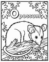 Coloring Possum Pages Opossum Books Choose Board Worksheets Cakecentral sketch template