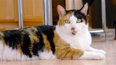 calico cats facts genetics temperament types petmoo