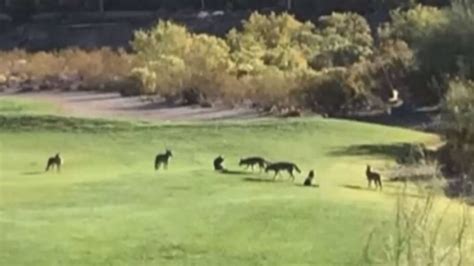 residents alarmed  multiple coyotes spotted roaming golf  ksnv