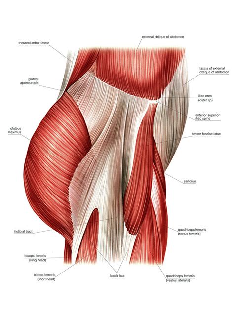 Unraveling The Mystery Of Buttock Muscle Spasms – Brandon Orthopedics