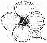 Dogwood Drawing Flower Drawings Branch Outline Getdrawings Blossom Paintingvalley sketch template