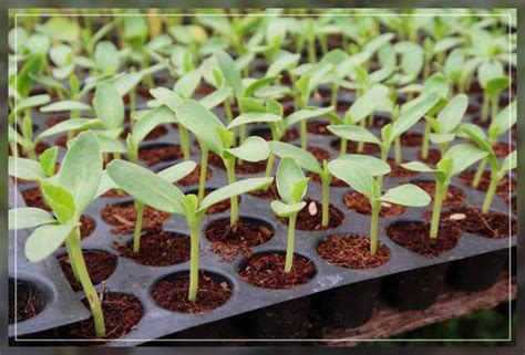 plant nursery  importance  types al ardh alkhadra