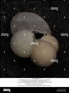 Afbeeldingsresultaten voor "globigerinoides Sacculifer". Grootte: 137 x 185. Bron: www.alamy.com