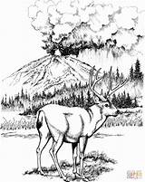 Deer Colorare Cervo Mule Disegni Coloring Mulo Stencil Supercoloring sketch template