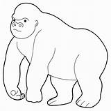 Gorilla Coloring Pages Animals Cute Printable Color Kb Getcolorings Giant sketch template