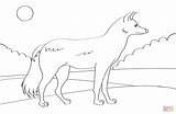 Jackal Chacal Dibujo Coyote Chacales Tierno Rayado Animal Categorías sketch template