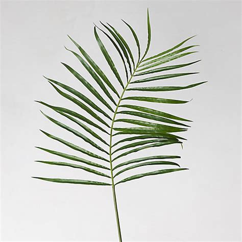 beautifully rendered palm leaf   classic tropical shape