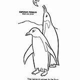 Penguin Coloring Emperor Fish Rockhopper Hunting Drawing Two Kids Color sketch template