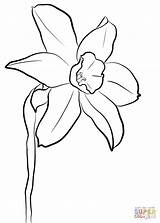 Daffodil Coloring Pages Printable Daffodils Drawing Draw Color Flower Silhouette sketch template