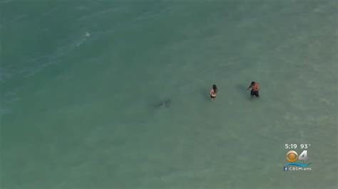 drone footage captures shark swimming  florida mans children youtube