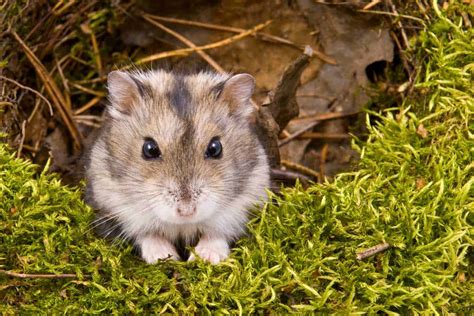 agouti rcd dwarf hamster russian hamster hamster vlrengbr