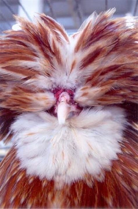 Buff Laced Polish Chicken Chicks For Sale Cackle Hatchery