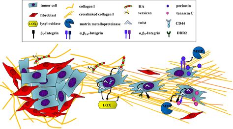 frontiers targeting ecm disrupts cancer progression