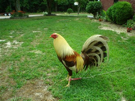 Gamecock Pictures Of Select Breeding Of 31 Years