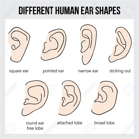 human ear shapes  types  ears royalty  cliparts
