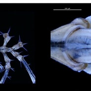 Image result for "pseudopallene Longicollis". Size: 185 x 185. Source: www.researchgate.net