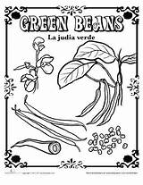 Beans String Green Drawing Coloring Spanish Seed Worksheet Flower Pages Paintingvalley Kindergarten Drawings Getdrawings Choose Board sketch template