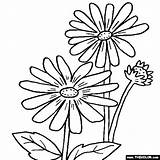 Coloring Rudbeckia Pages Flower Flowers Wild Color Online Thecolor Designlooter 3kb 560px Popular sketch template