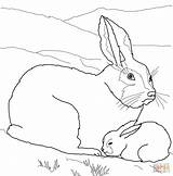 Coloring Baby Pages Hare Arctic Mother Animals Printable Color Clipart Supercoloring Hares Animal Fox Sheets Mom Online Template Drawing Cliparts sketch template