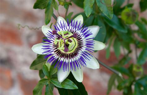 passion flower hd wallpapers