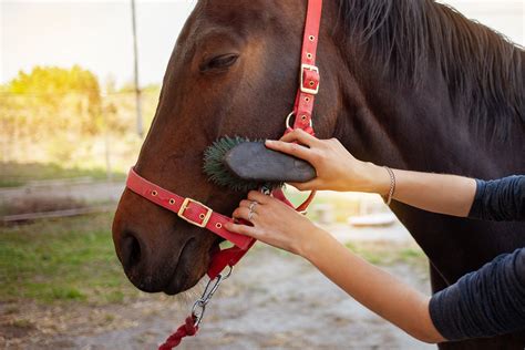 horse grooming   benefits fc supplies