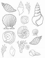 Coloring Shells Conchas Seashell 2550 Stencil Alisaburke sketch template