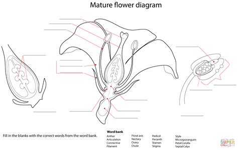 flower diagram worksheet coloring page  printable coloring pages