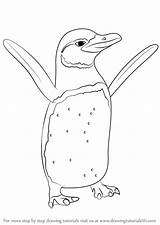 Galapagos Penguin Drawingtutorials101 sketch template