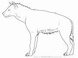 Hyena Coloring Pages Spotted Getdrawings Getcolorings sketch template