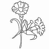 Carnation Blomster Fargelegging Mum Clipartmag Vakre sketch template
