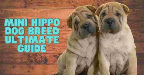mini hippo dog breed ultimate guide   dog life