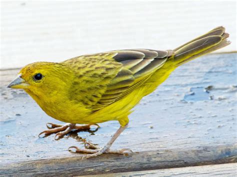 types  canary birds     vivo pets