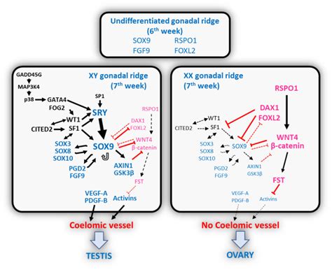 Sexual Differentiation Endotext Ncbi Bookshelf